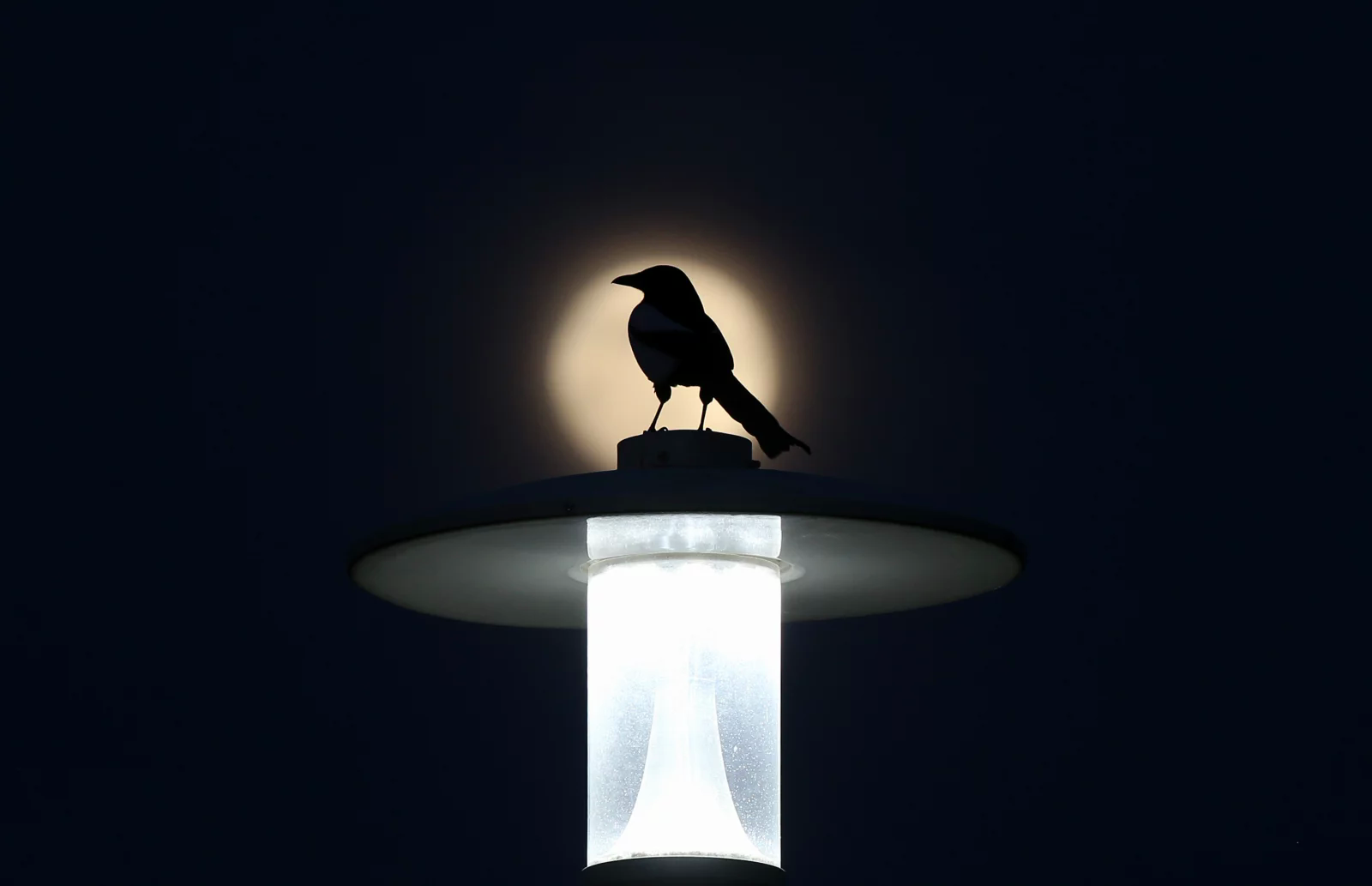 Bird Days