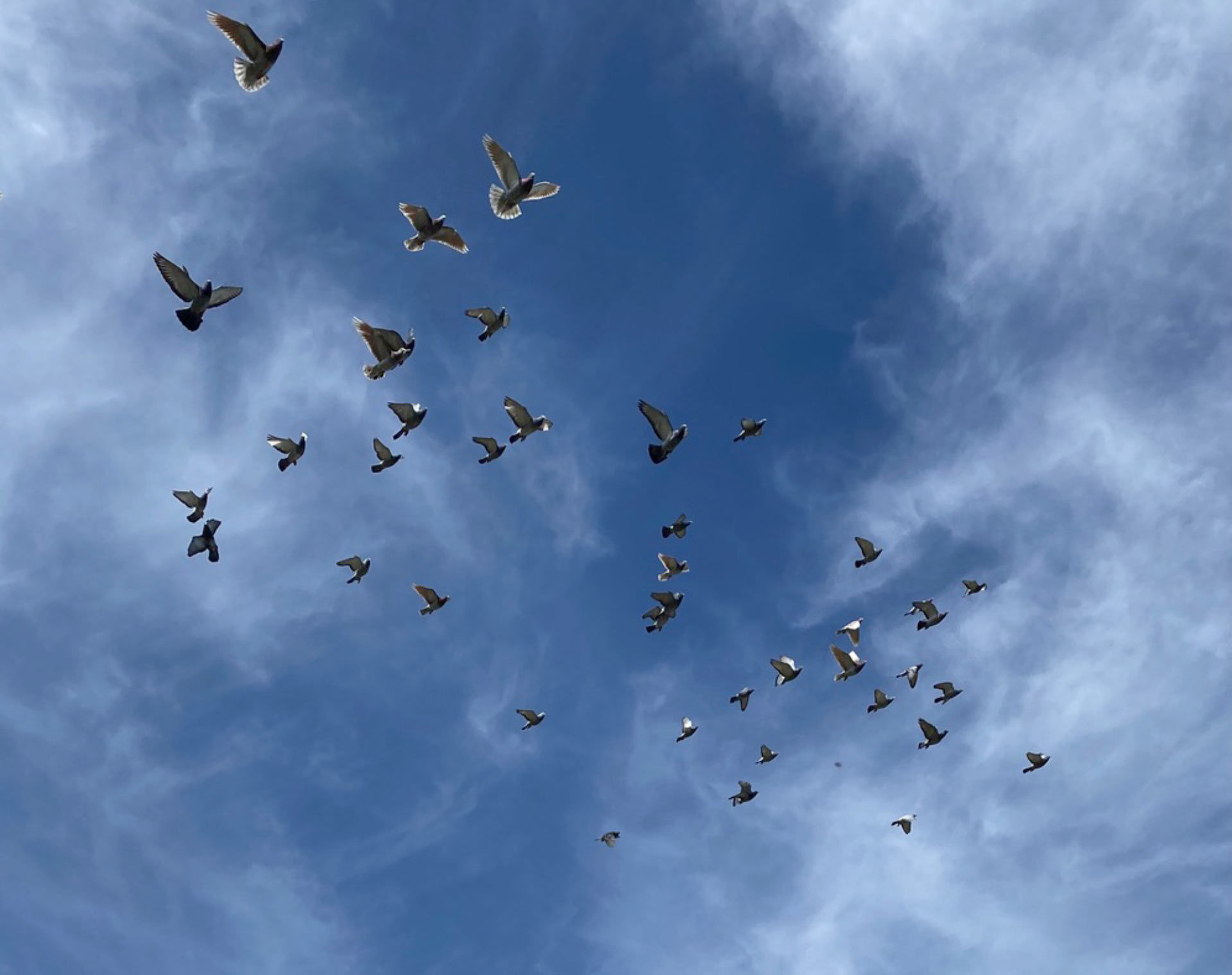 Pigeons